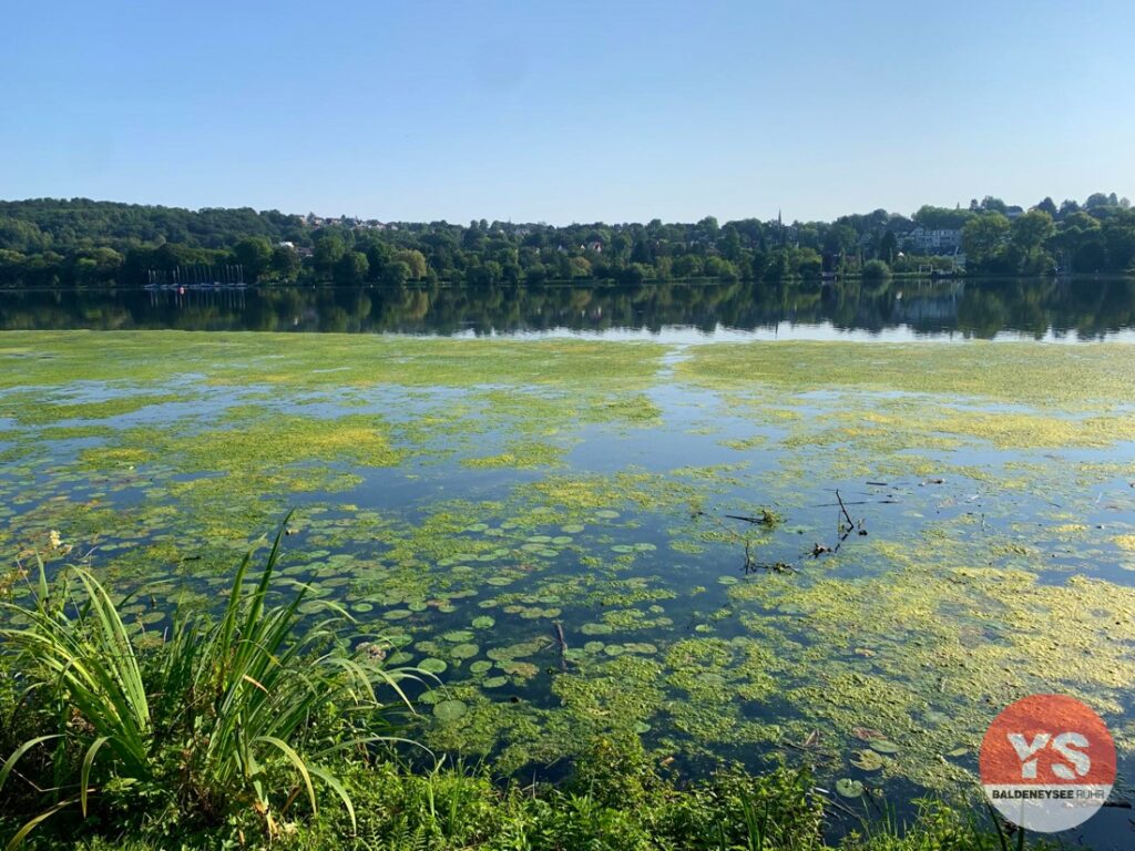 elodea algen algenpest wasserpest baldeneysee 2024