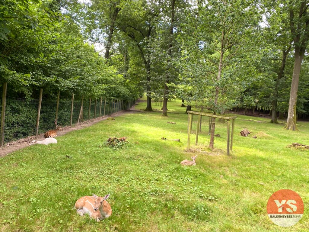 heissiwald wildgatter wildgehege wildbeobachtung essen bredeney baldeneysee